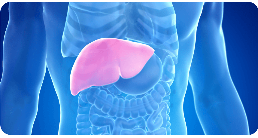 Jak posílit játra (AjemFIT blog)